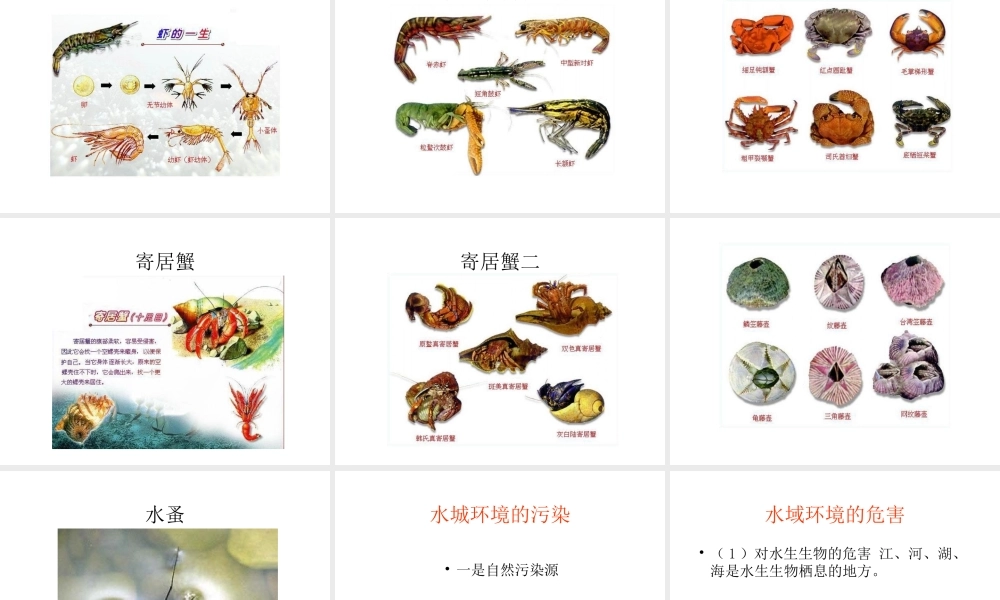 山西地区八年级生物第一节水中生活的动物课件 新课标 人教版 课件