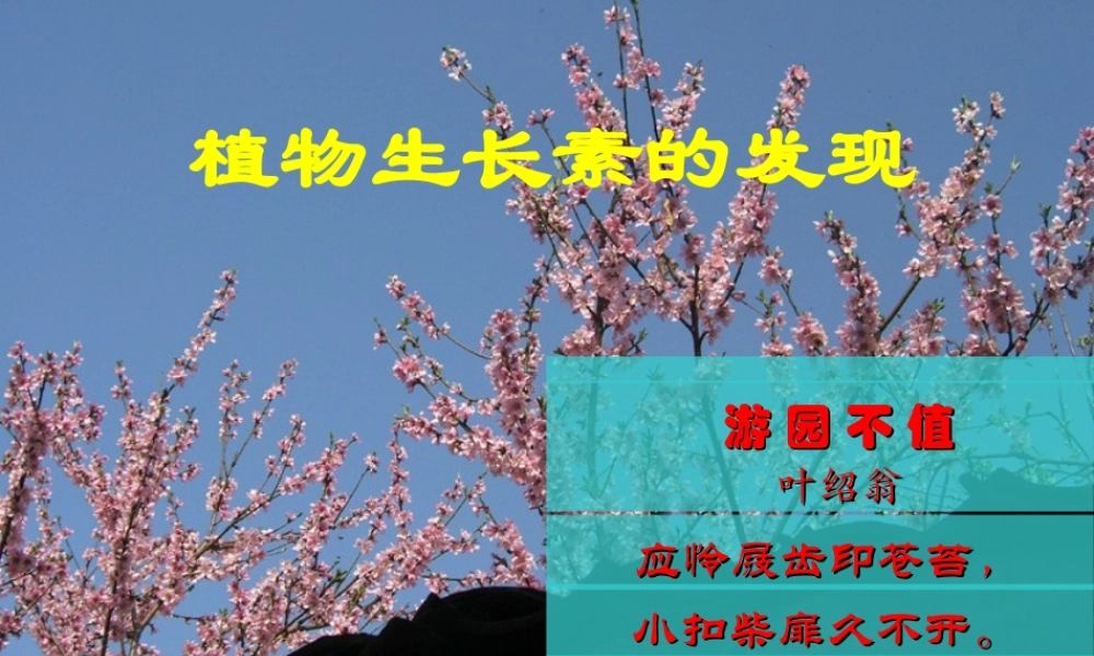 植物生长素的发现