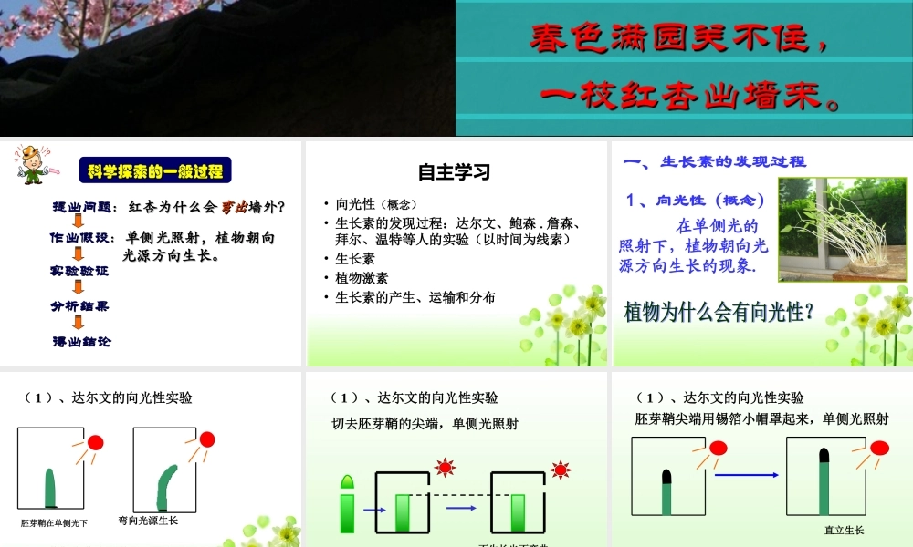 植物生长素的发现