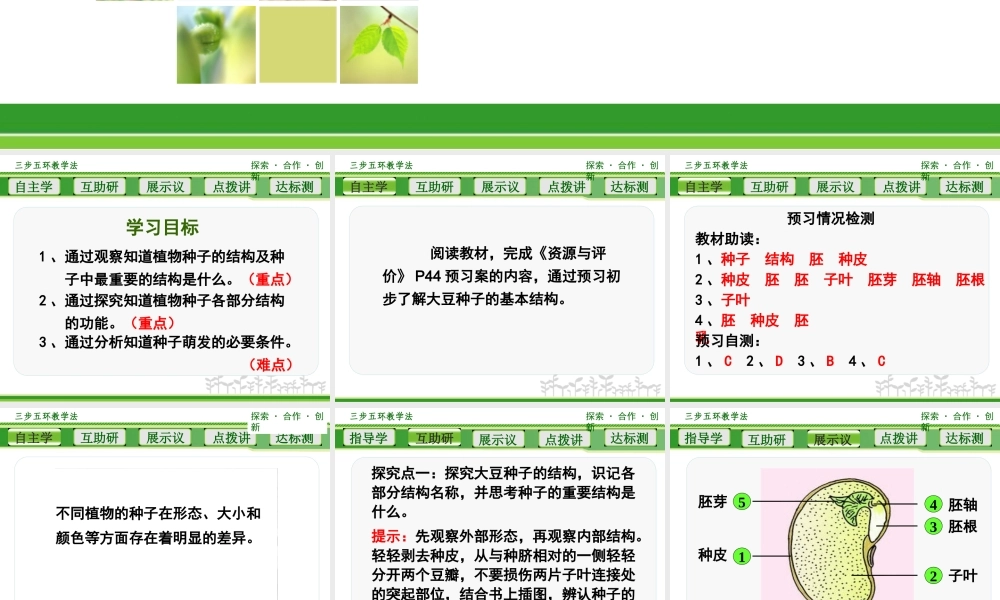 植物种子的萌发 (3)