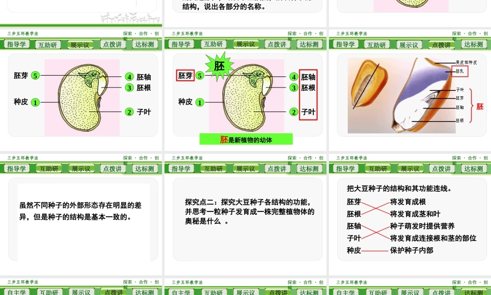 植物种子的萌发 (3)