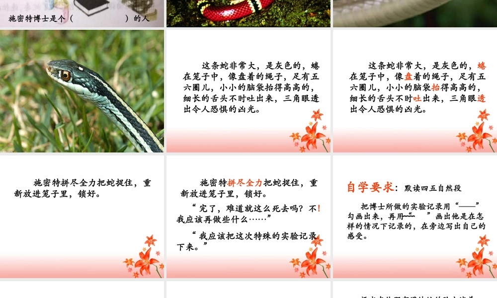 血染的实验报告教学课件