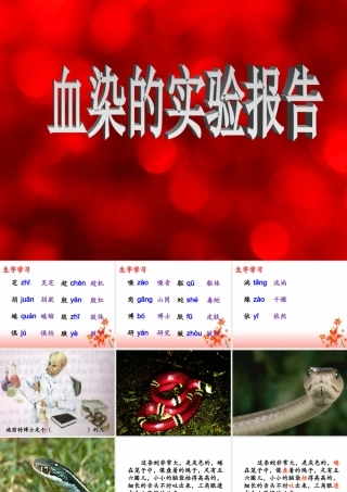 血染的实验报告教学课件