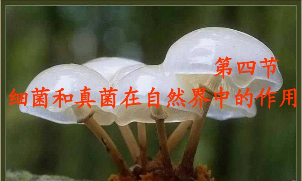 细菌真菌在自然界中的作用