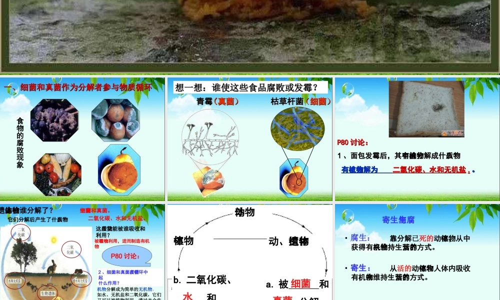 细菌真菌在自然界中的作用