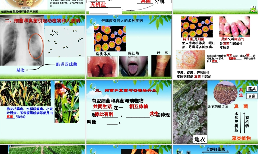 细菌真菌在自然界中的作用