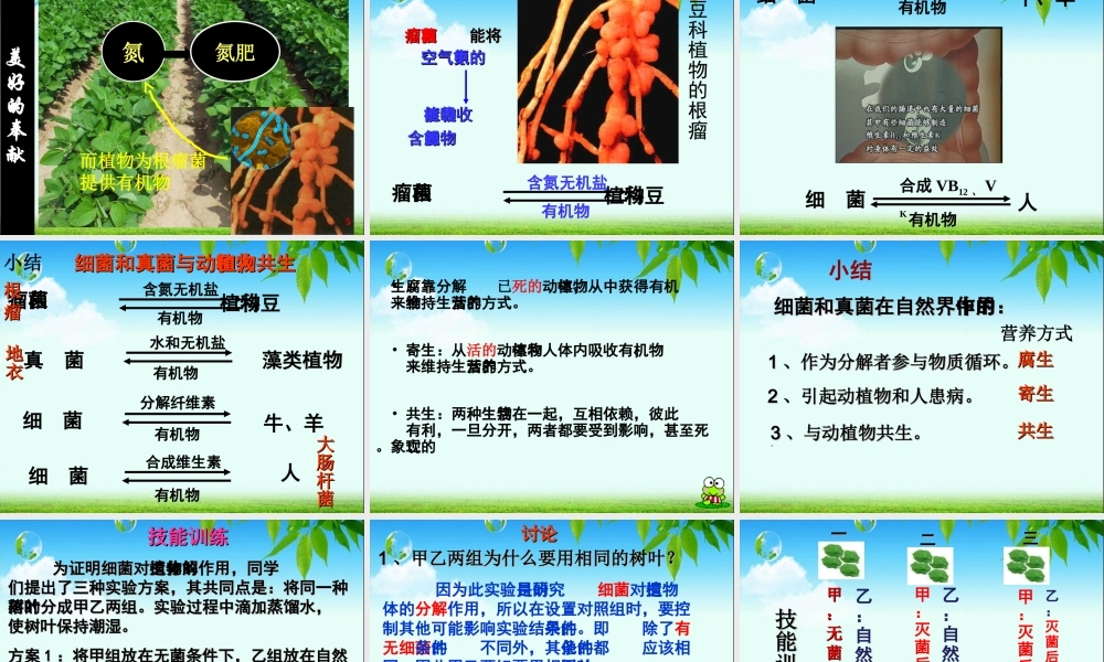 细菌真菌在自然界中的作用