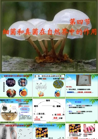 细菌真菌在自然界中的作用