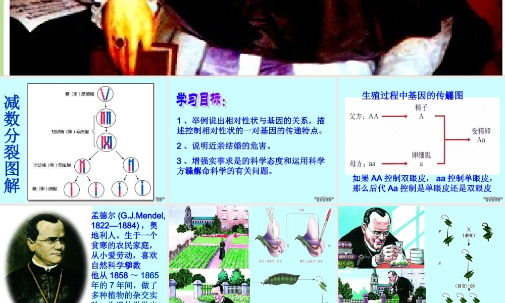 基因的显性和隐性八年级生物课件示例 课件