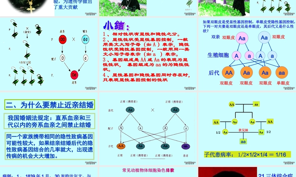 基因的显性和隐性八年级生物课件示例 课件