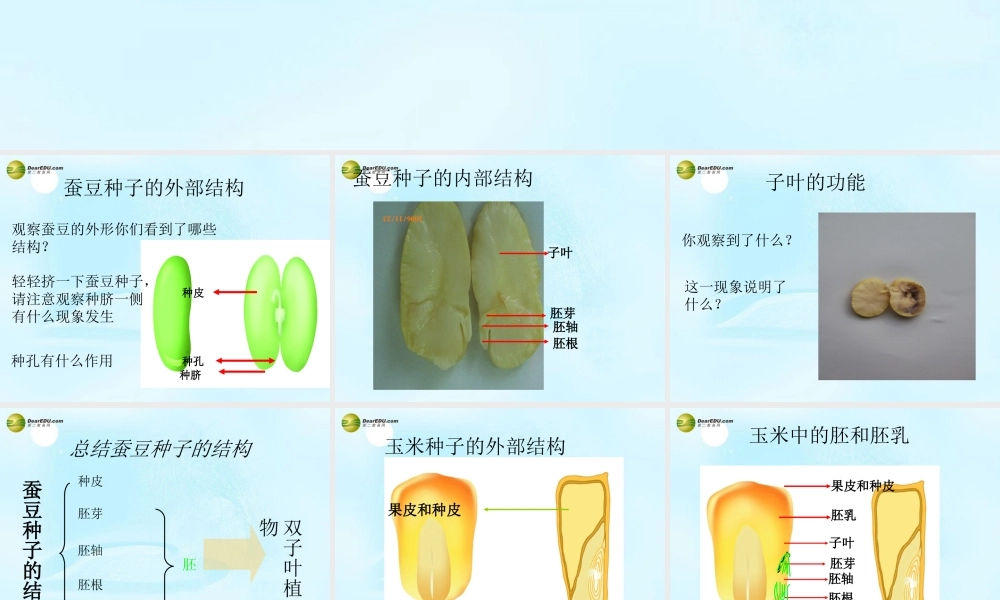 八年级生物上册  植物的生长发育课件 苏科版 课件