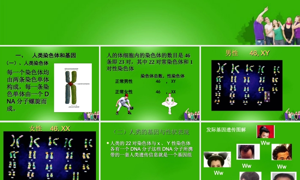 八年级生物上册 第三节人类的遗传课件