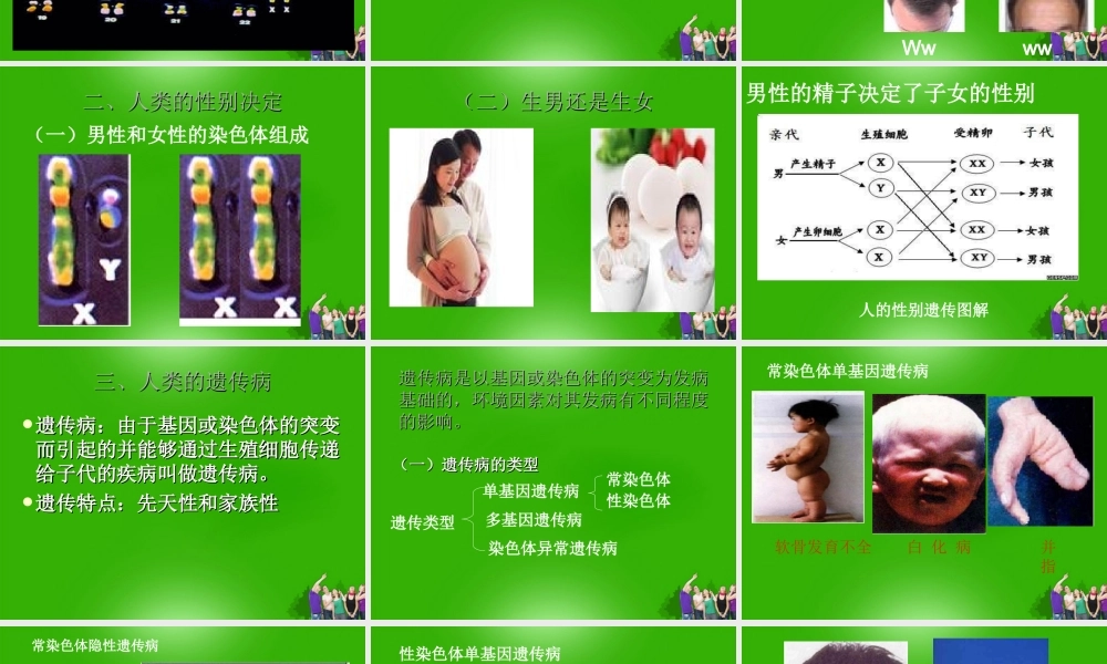 八年级生物上册 第三节人类的遗传课件