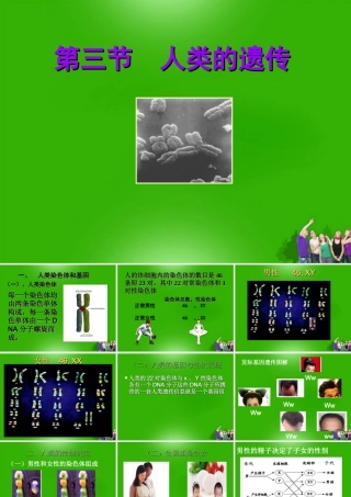 八年级生物上册 第三节人类的遗传课件