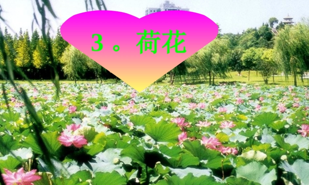 三年级语文下册第一组3荷花第二课时课件