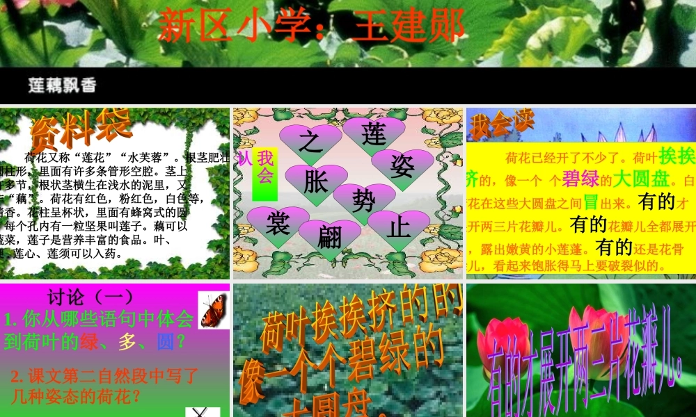 三年级语文下册第一组3荷花第二课时课件