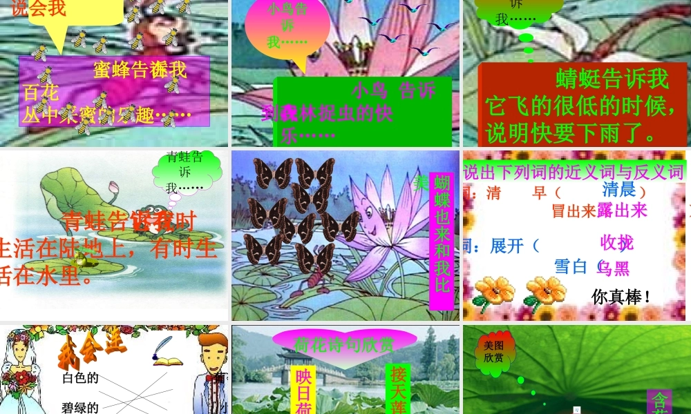三年级语文下册第一组3荷花第二课时课件