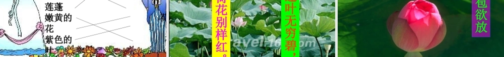 三年级语文下册第一组3荷花第二课时课件