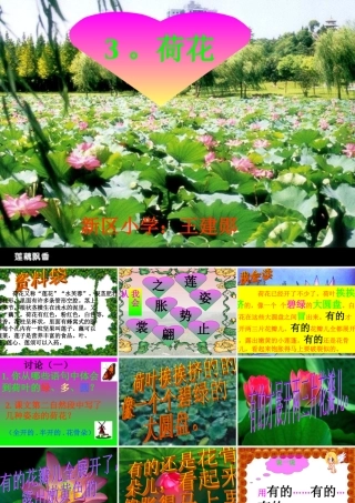 三年级语文下册第一组3荷花第二课时课件