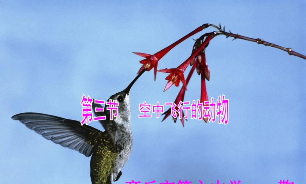 第三节-空中飞行的动物