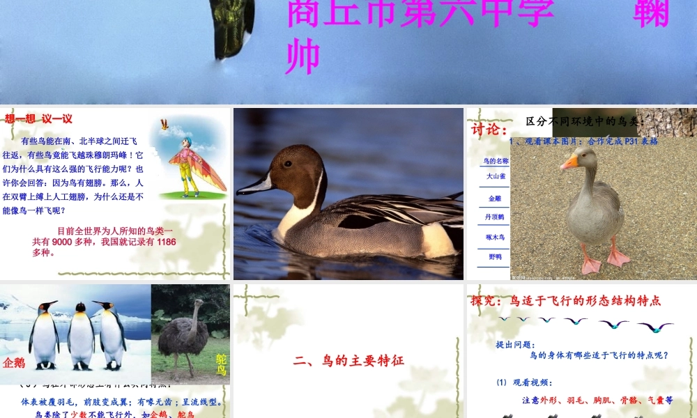 第三节-空中飞行的动物