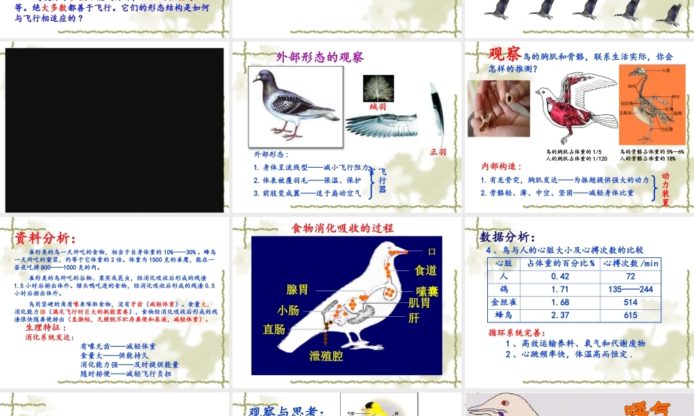 第三节-空中飞行的动物