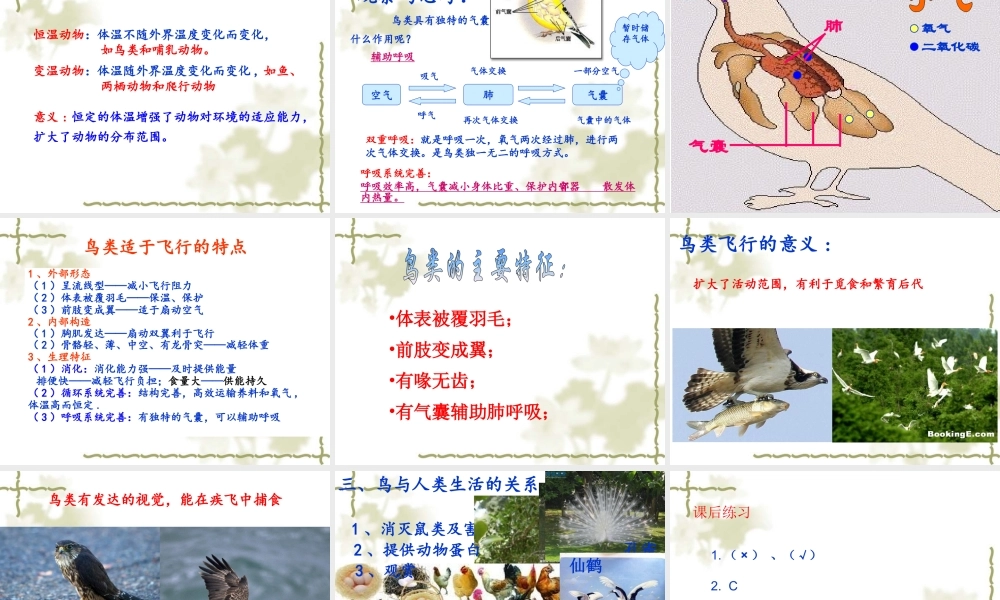 第三节-空中飞行的动物