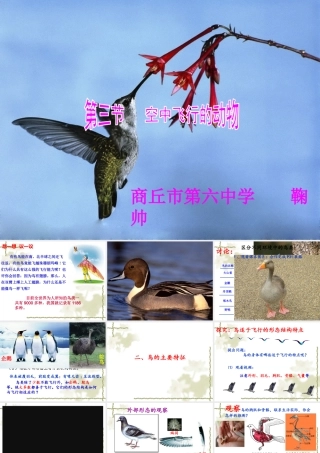 第三节-空中飞行的动物