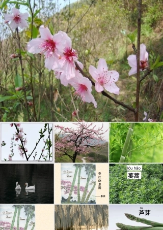 惠崇春江晓景(1)