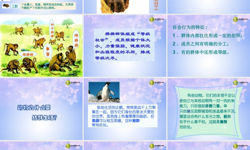 八年级生物上册 5.2.3 社会行为课件 新人教版 课件