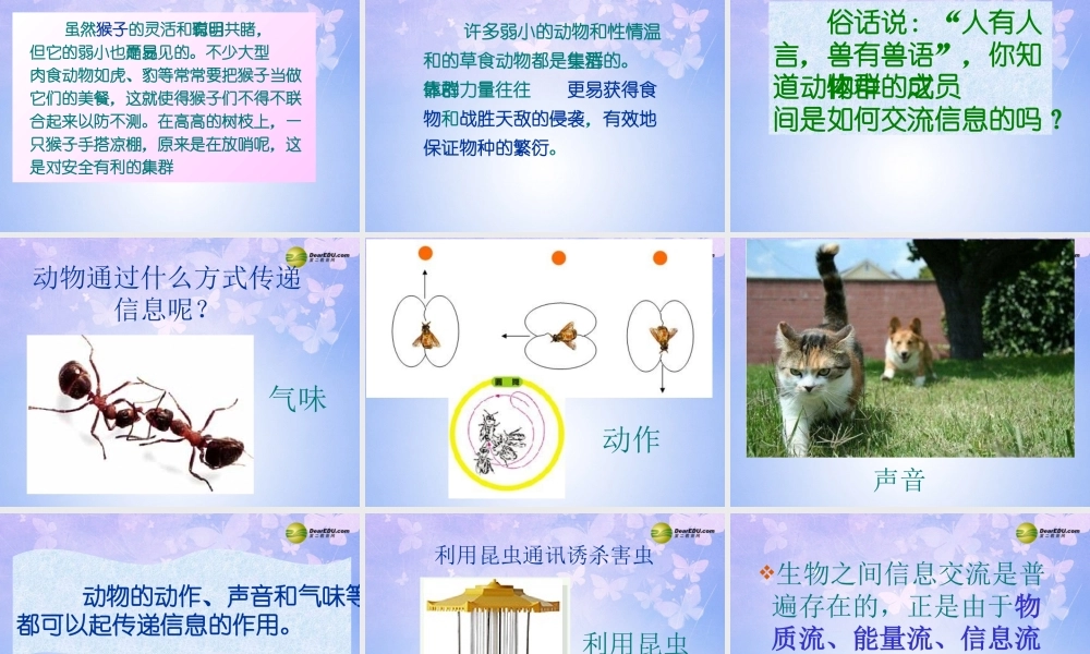 八年级生物上册 5.2.3 社会行为课件 新人教版 课件