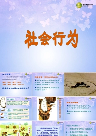 八年级生物上册 5.2.3 社会行为课件 新人教版 课件