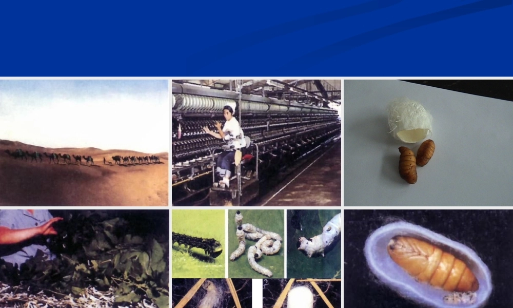 八年级生物 昆虫的生殖与发育1 课件