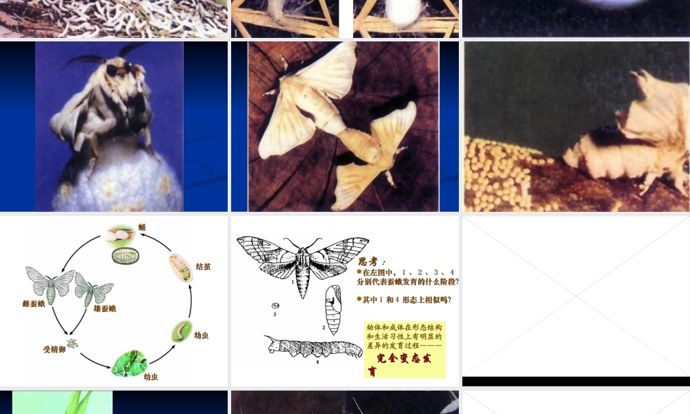 八年级生物 昆虫的生殖与发育1 课件