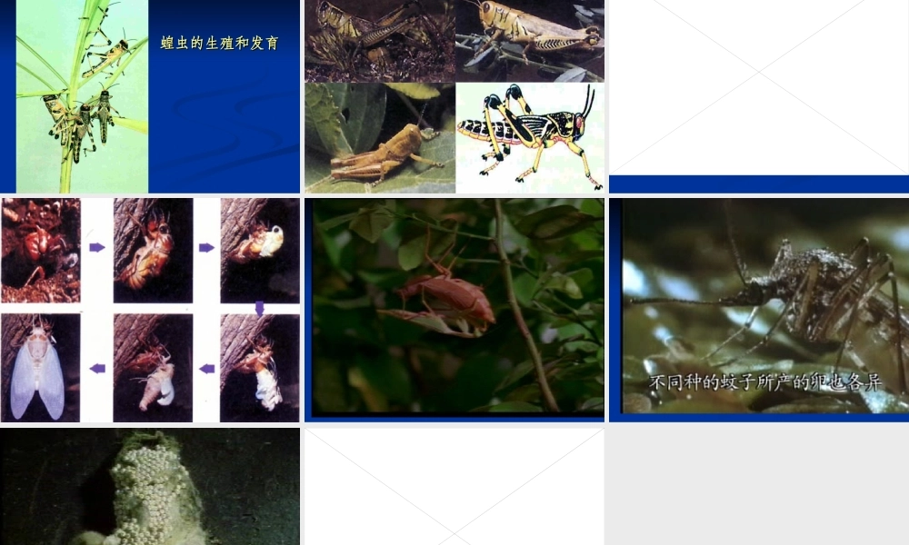 八年级生物 昆虫的生殖与发育1 课件