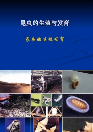八年级生物 昆虫的生殖与发育1 课件