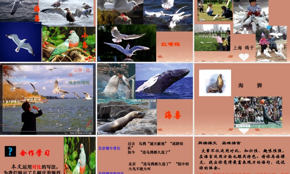 八年级语文上册 22 都市精灵课件 苏教版 课件
