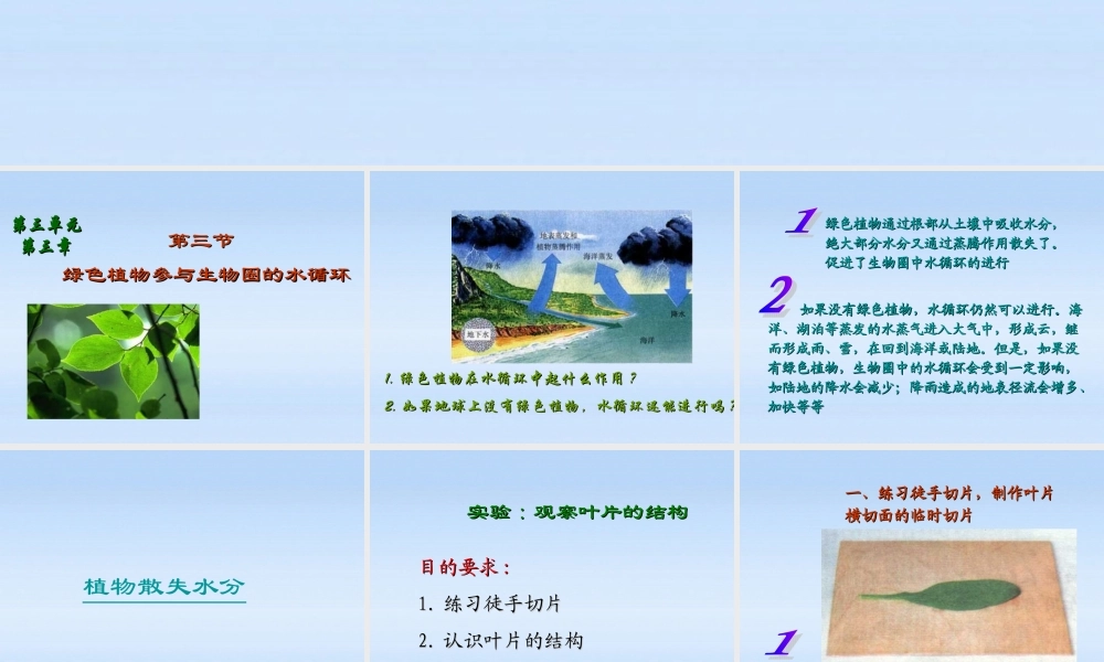 七年级生物上册 绿色植物参与生物圈的水循环课件 人教新课标版 课件