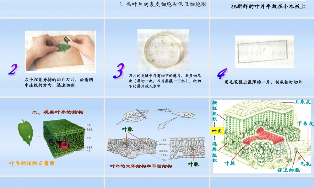 七年级生物上册 绿色植物参与生物圈的水循环课件 人教新课标版 课件