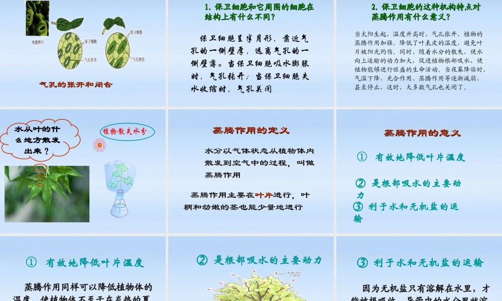 七年级生物上册 绿色植物参与生物圈的水循环课件 人教新课标版 课件