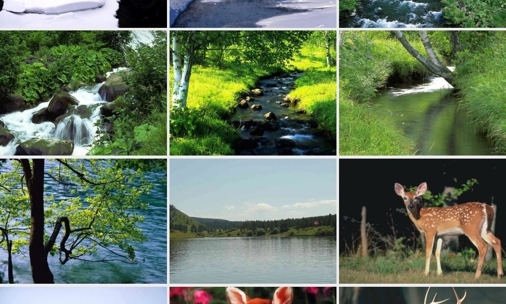 23美丽的小兴安岭-倪学文