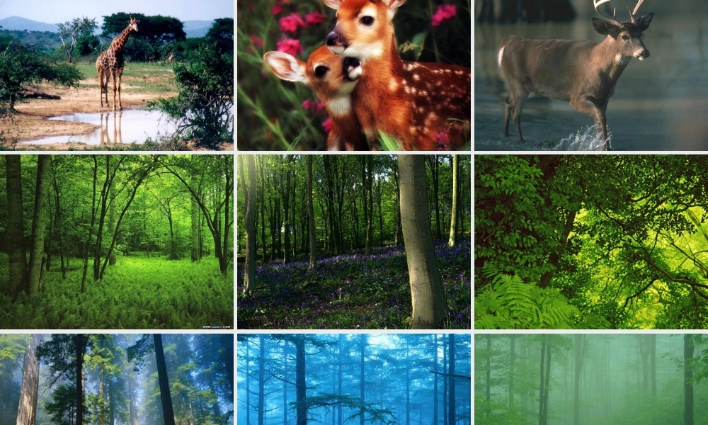 23美丽的小兴安岭-倪学文