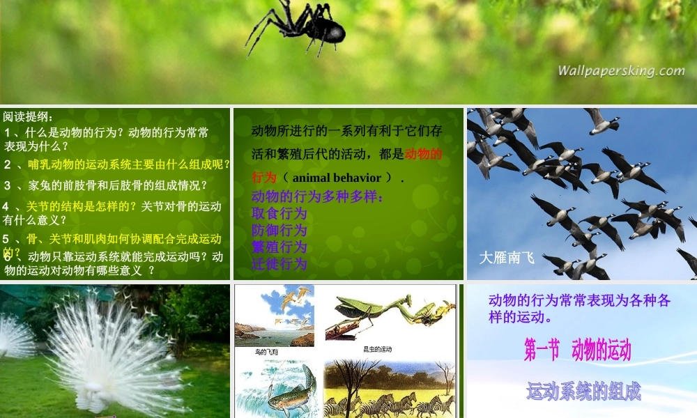 八年级生物上册(第五单元 第二章 动物的运动和行为)课件 新人教版 课件