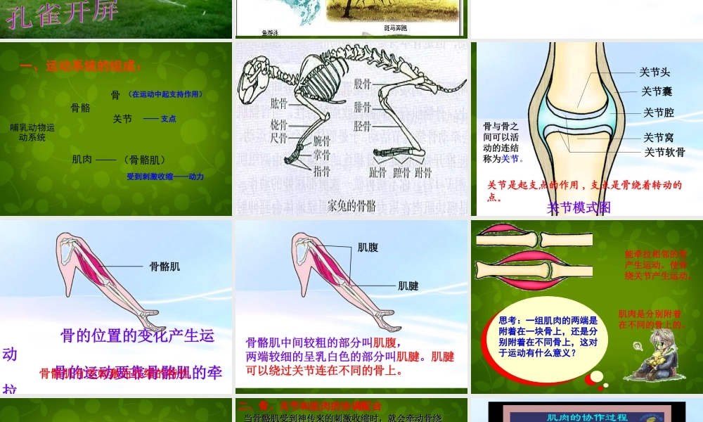 八年级生物上册(第五单元 第二章 动物的运动和行为)课件 新人教版 课件