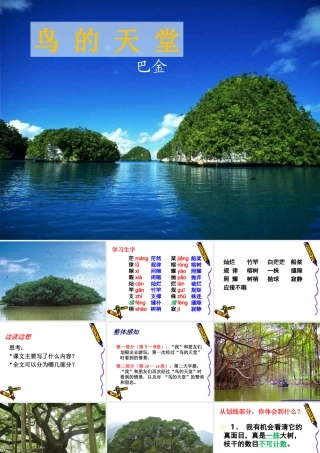 鸟的天堂教学课件