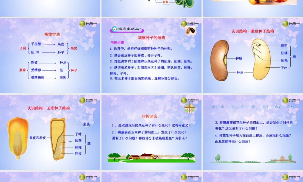 八年级生物上册 第三节 果实和种子的形成课件 济南版 课件