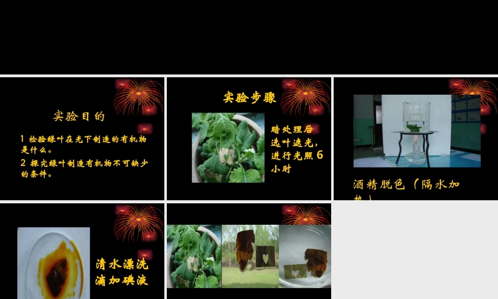 实验《绿叶在光下制造有机物》课件