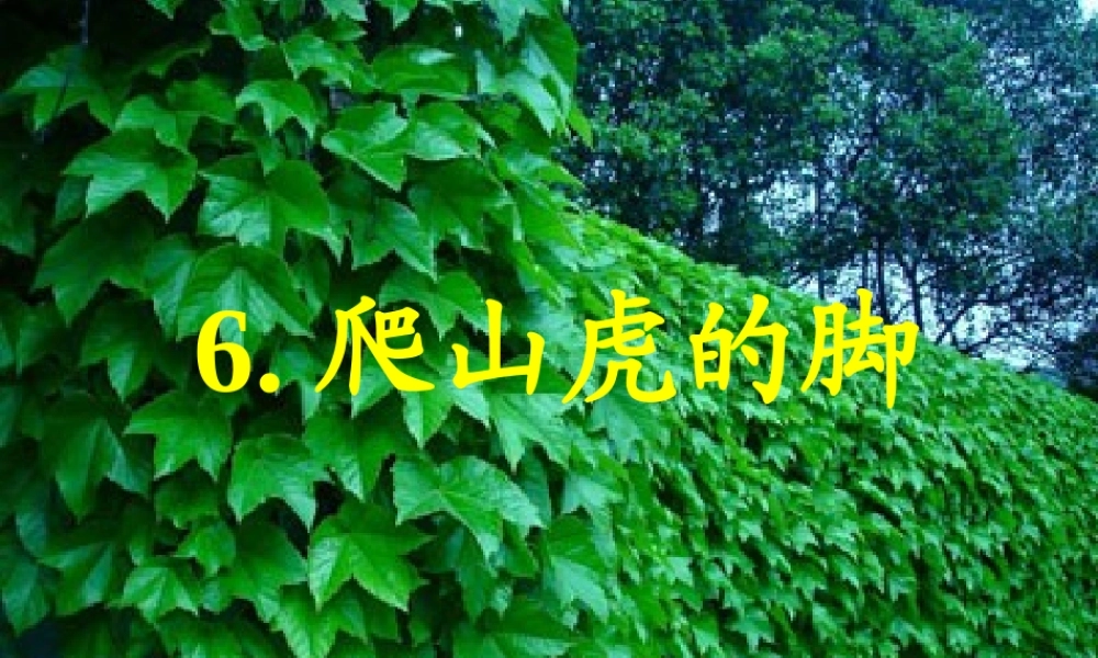 6《爬山虎的脚》教学课件1
