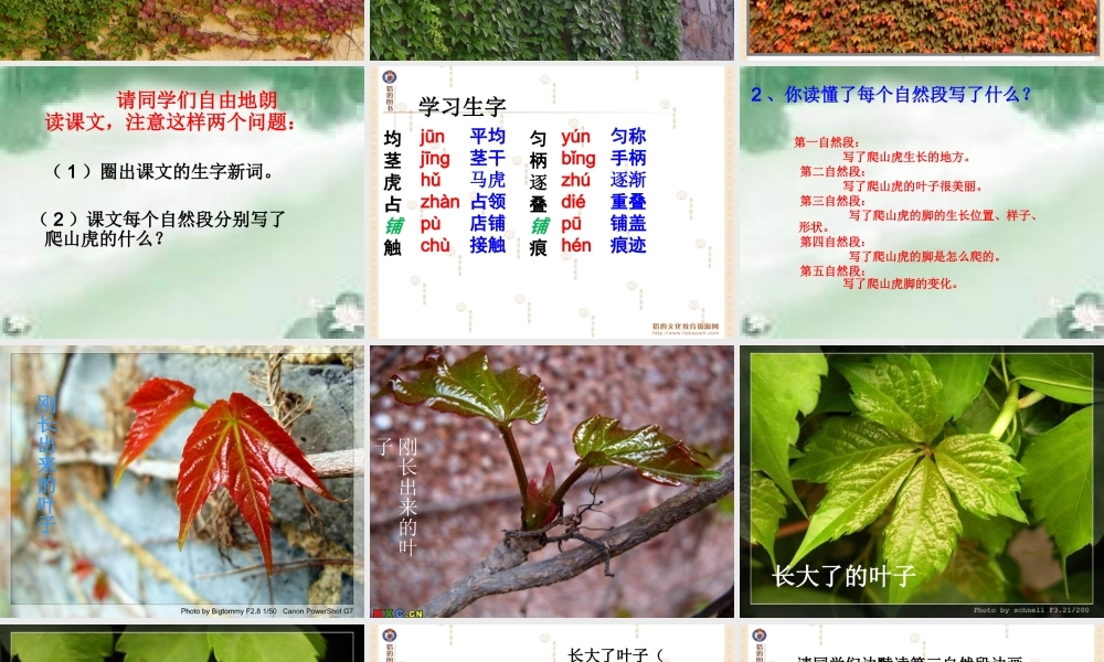 6《爬山虎的脚》教学课件1