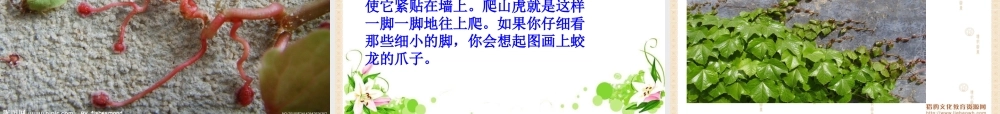 6《爬山虎的脚》教学课件1